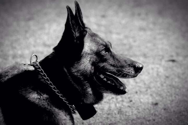 one animal, animal themes, domestic animals, pets, mammal, dog, animal head, close-up, focus on foreground, animal body part, looking away, no people, zoology, outdoors, part of, animal, day, side view, black color, whisker