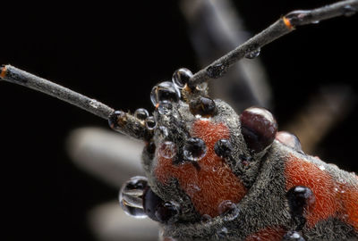Close-up of snake on branch