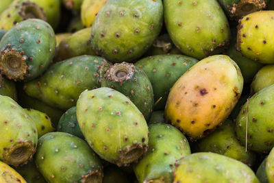 Close up of the traditional prickly pear, opuntia ficus-indica, of madeira island