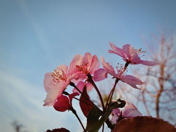 Low angle view of pink flowers blooming on tree against sky