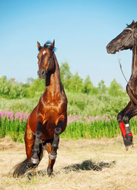 Full length of a horse on field against sky