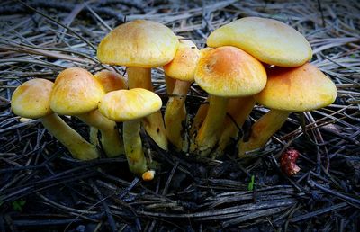 Close-up of mushrooms growing on field