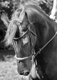 Close-up of horse on field