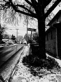 Bare trees along road