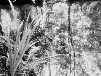 Close-up of plants in water