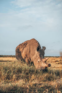 Rhino standing at field