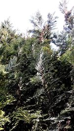 Low angle view of tree against sky