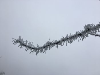 Low angle view of tree against clear sky