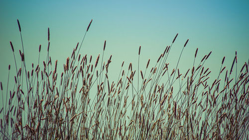 Close-up of stalks against clear sky