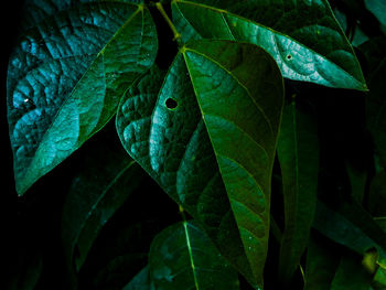 Close-up of fresh green leaves