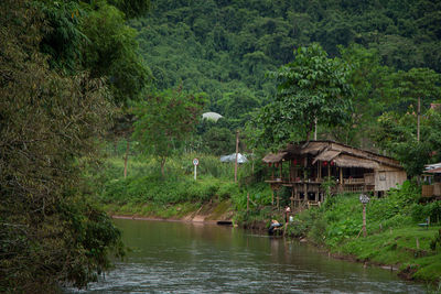 Houses by river amidst trees and plants in forest