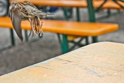 Close-up of lizard on table