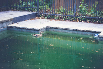 Swimming pool by plants