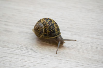High angle view of snail