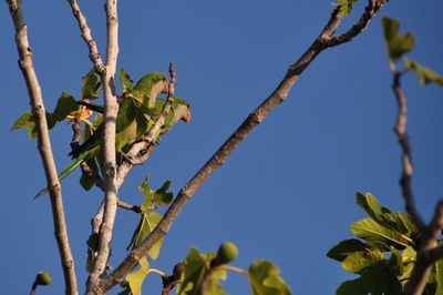 Low angle view of bird perching on tree against clear blue sky