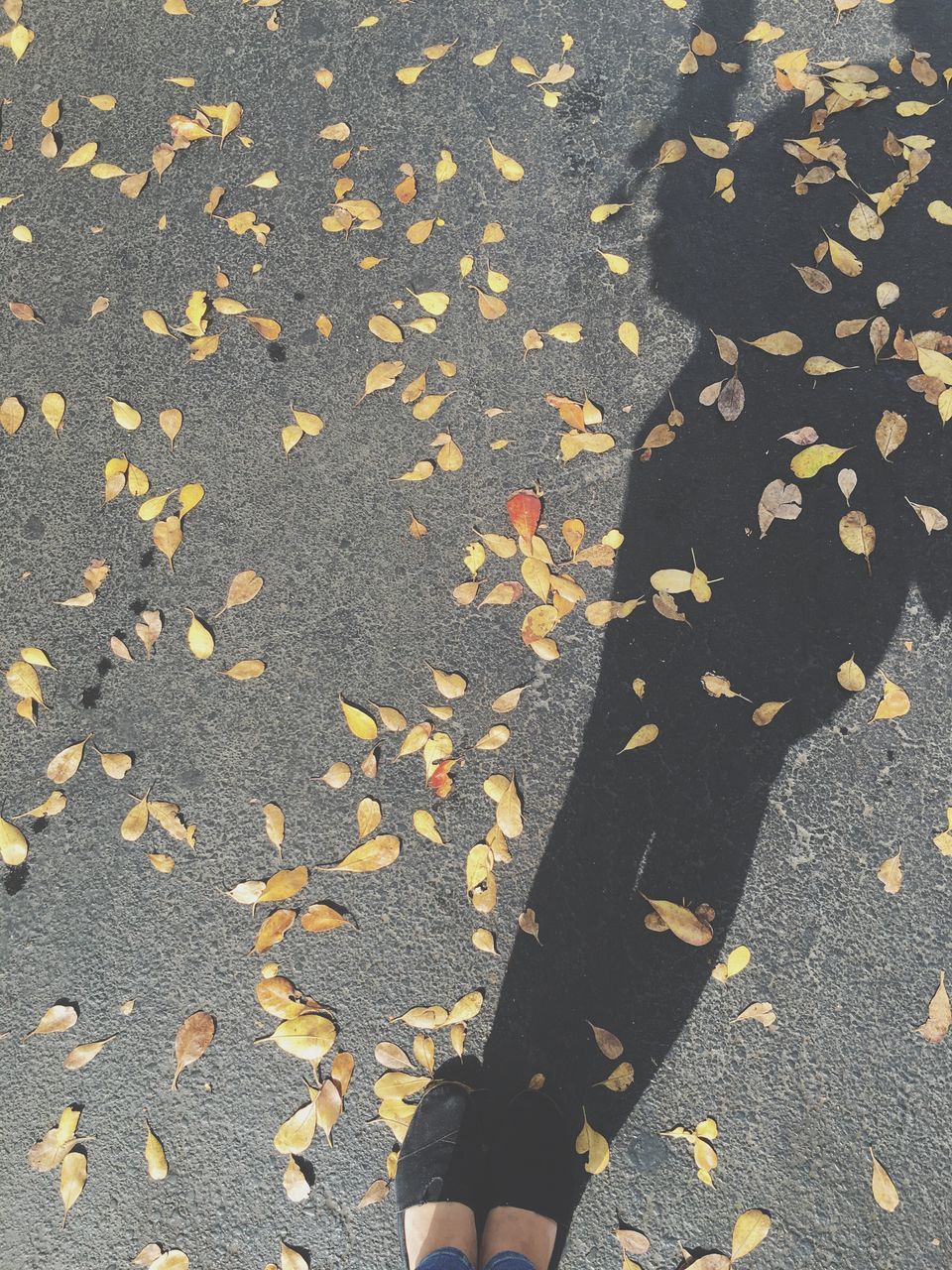 high angle view, low section, autumn, leaf, person, personal perspective, street, change, shoe, standing, fallen, leaves, dry, unrecognizable person, lifestyles, season, day