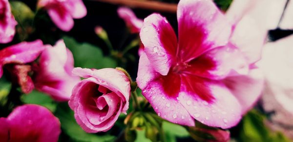 Close-up of pink flowering plant in park