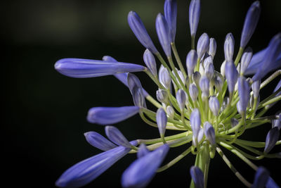 Close-up of purple crocus blooming against black background