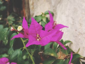 Close-up of purple flower