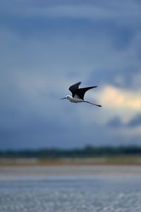 Seagull flying over sea