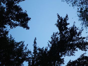 Low angle view of silhouette trees against clear blue sky