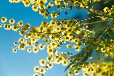 Low angle view of flowering tree against blue sky