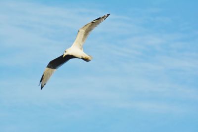 Low angle view of seagull flying