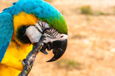 Close-up of a bird perching