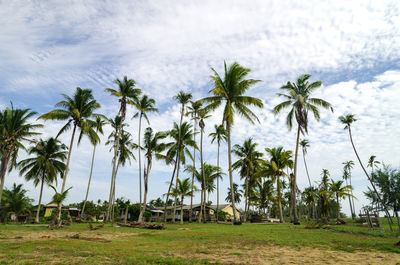 Palm trees on field against sky