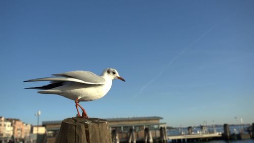 Seagull flying against clear blue sky