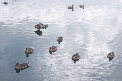 High angle view of ducks swimming in lake