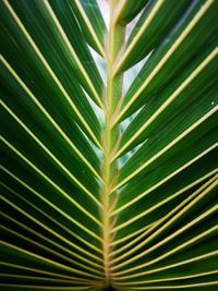 Full frame shot of palm leaves