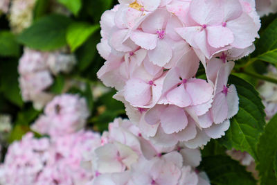 Close-up of pink flowering plant