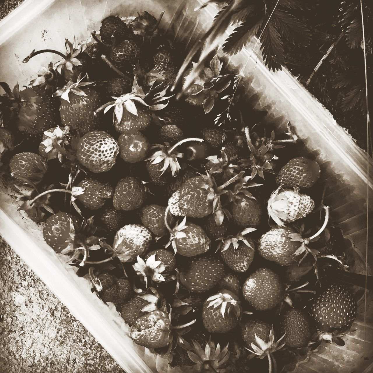 HIGH ANGLE VIEW OF BERRIES ON GLASS