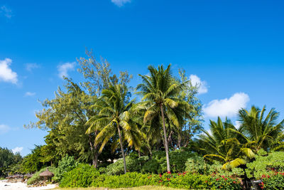 Low angle view of coconut palm trees against blue sky