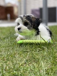 Close-up of puppy on field