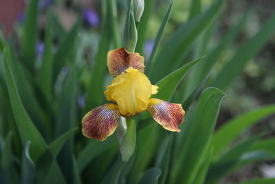 Close-up of fresh yellow flower in bloom