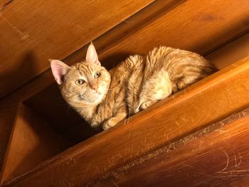 High angle view of cat resting