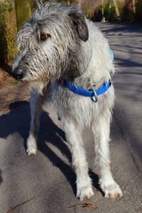 Close-up of dog outdoors