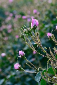 Close-up of pink flowers