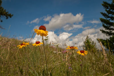 Close-up of flowering plants on field against sky