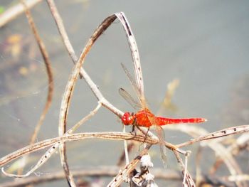 Close-up of insect on red leaf