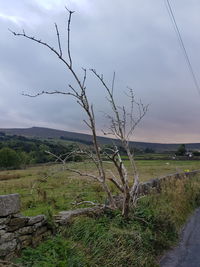 Bare tree on field against sky