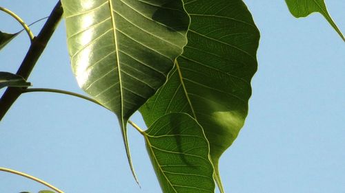 Close-up of fresh green leaves against sky