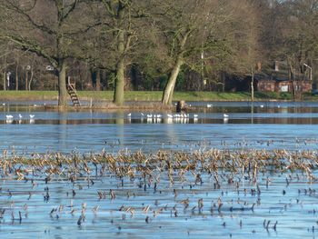 Flock of birds in lake