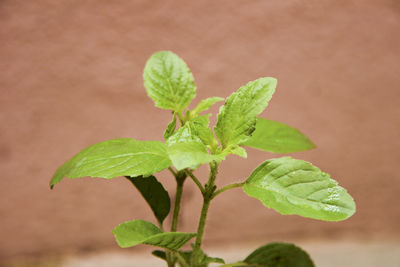 Close-up of green leaves