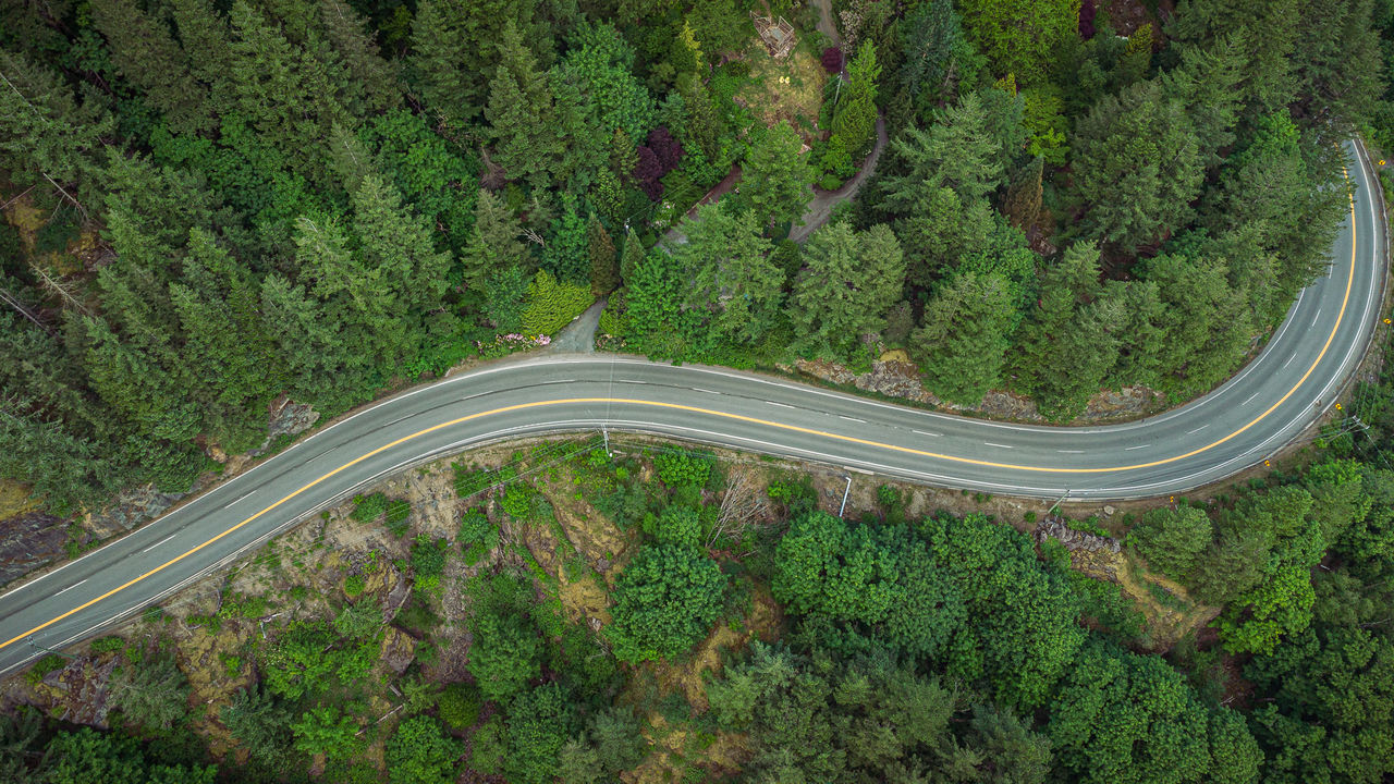 HIGH ANGLE VIEW OF ROAD ALONG TREES