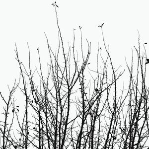 Low angle view of bare trees against sky