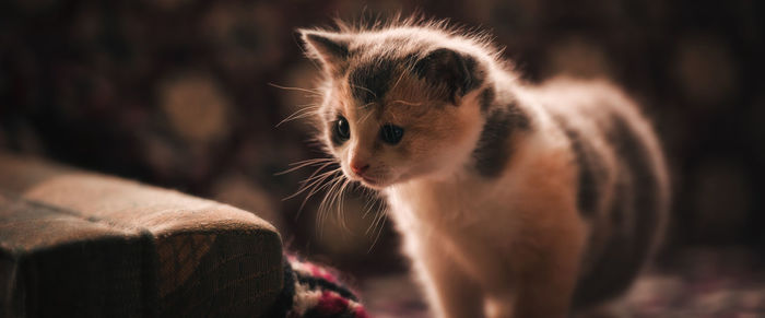 Close-up of kitten