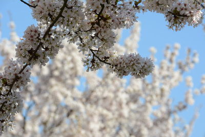 Low angle view of cherry blossoms